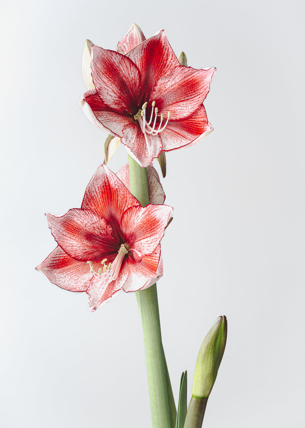 Röd Amaryllis